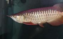 寶石龍魚的簡介-寶石龍魚價格如何？