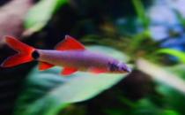 彩虹鯊怎么養？彩虹鯊的飼養環境有什么要求？