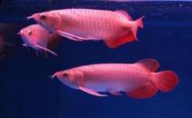 帝王辣椒紅龍魚怎么養？帝王辣椒紅龍魚如何挑選？