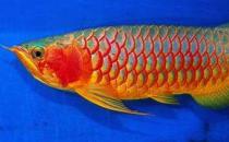 紅辣椒龍魚怎么養(yǎng)？紅辣椒龍魚養(yǎng)殖方法