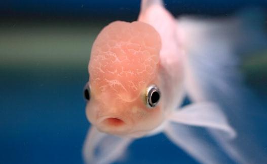 火鶴魚怎么養？火鶴魚的體型特征