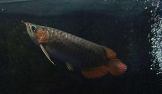 尖嘴青龍魚的品相標準-尖嘴青龍魚怎么養?