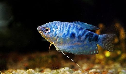 藍(lán)龍魚的生存環(huán)境-藍(lán)龍魚的簡介