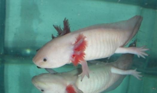 六角龍魚吃什么？六角龍魚怎么養(yǎng)？