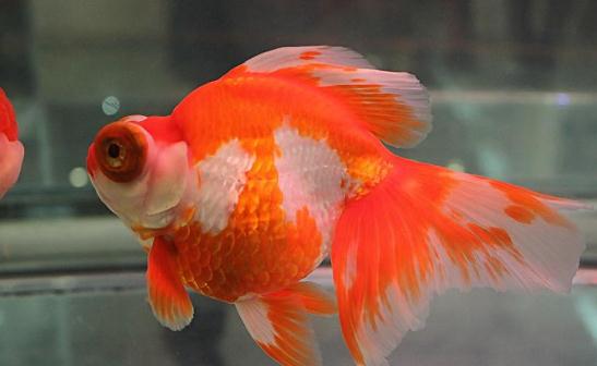 龍睛金魚怎么挑選？龍睛金魚怎么養？