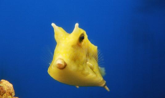 木瓜魚的簡介-木瓜魚的特征