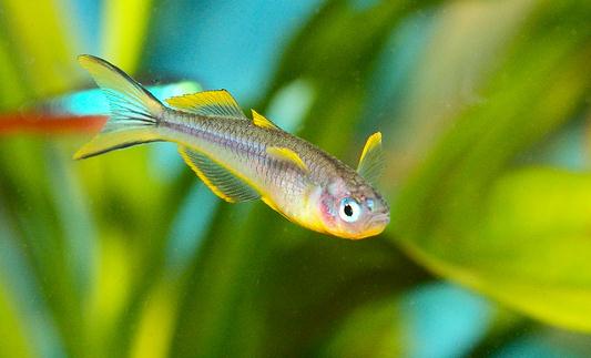 霓虹燕子怎么養？霓虹燕子的體型特征