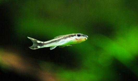 小精靈魚怎么養(yǎng)？小精靈魚的飼養(yǎng)方式