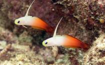 雷達魚怎么養？雷達魚的壽命