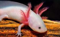 六角恐龍魚吃什么？六角恐龍魚怎么養？