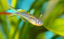 霓虹燕子怎么養？霓虹燕子的體型特征