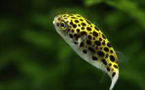 潛水艇魚(yú)怎么養(yǎng)？潛水艇魚(yú)選魚(yú)技巧