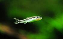 小精靈魚怎么養(yǎng)？小精靈魚的飼養(yǎng)方式
