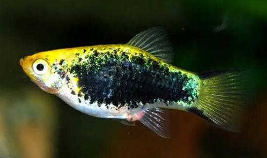 月光魚怎么養?月光魚的飼養環境