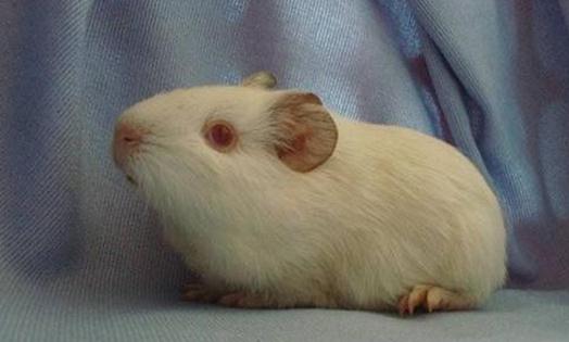 白色鳳冠天竺鼠的簡介-白色鳳冠天竺鼠價格