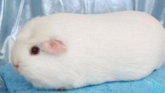 白色鳳冠天竺鼠怎么養(yǎng)?白色鳳冠天竺鼠的歷史