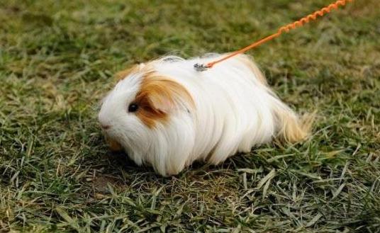 白色黑眼天竺鼠怎么養?白色黑眼天竺鼠的飼養環境