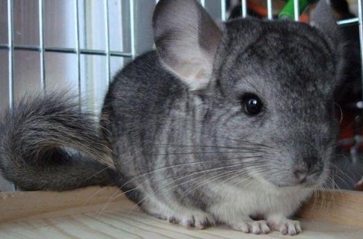 標準灰龍貓的飼養環境有什么要求?