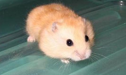 布丁倉鼠怎么養？布丁倉鼠的習性