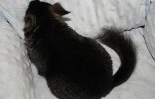 純黑龍貓怎么養(yǎng)?純黑龍貓的常見疾病