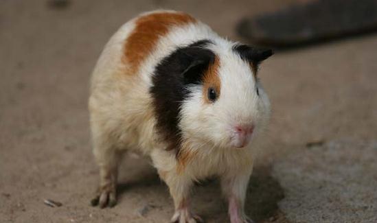 荷蘭鼠的簡介-荷蘭鼠的價值