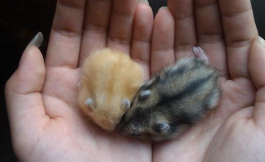 黑線倉鼠怎么養?黑線倉鼠的生長規律