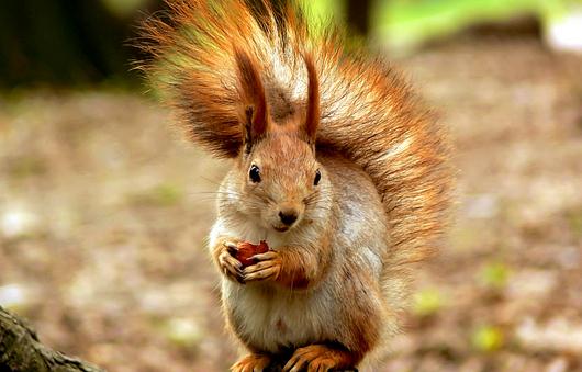 黃山松鼠怎么養？黃山松鼠的形態特征