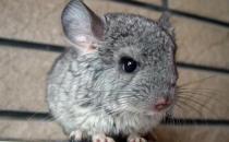 標準灰龍貓的簡介-標準灰龍貓的特點