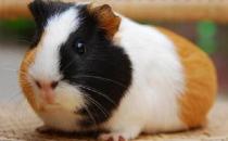 荷蘭鼠怎么養？荷蘭鼠的歷史