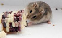 黑線(xiàn)倉(cāng)鼠的簡(jiǎn)介-黑線(xiàn)倉(cāng)鼠的生活習(xí)性