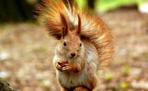 黃山松鼠怎么養(yǎng)？黃山松鼠的形態(tài)特征