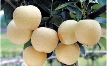 經常吸煙吃什么能護肺