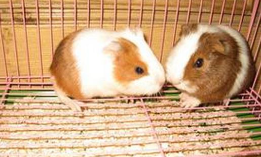 葵鼠的簡介-葵鼠的習性是怎樣的？