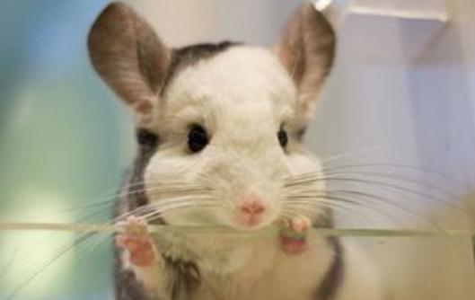 龍貓的簡介-龍貓的外貌特征