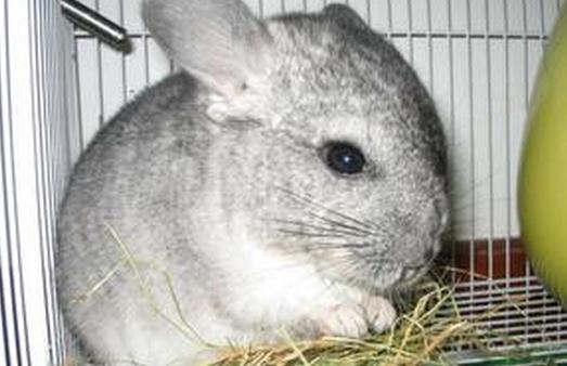 龍貓怎么養？龍貓的特點