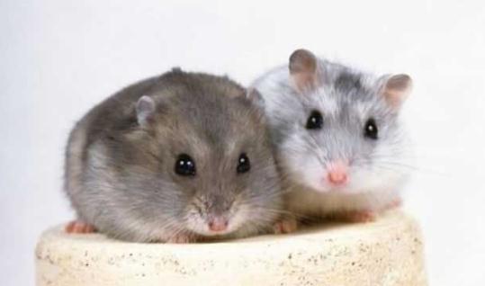 毛絲鼠的簡介-毛絲鼠怎么養？