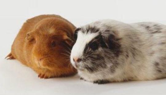 秘魯緞毛天竺鼠怎么養(yǎng)?秘魯緞毛天竺鼠生活環(huán)境