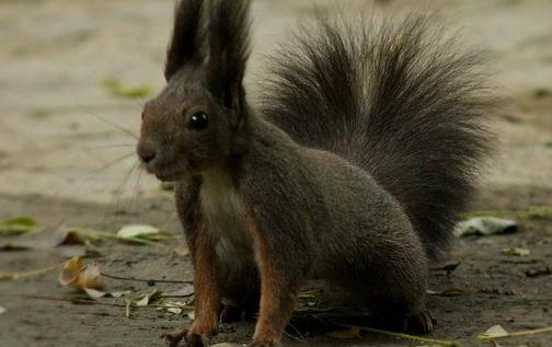 魔王松鼠的品種-魔王松鼠怎么養?
