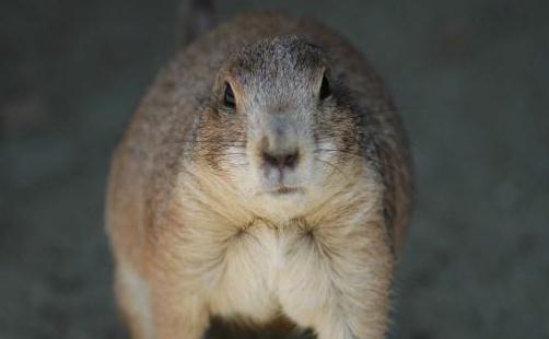 麝香鼠的簡介-麝香鼠怎么養？