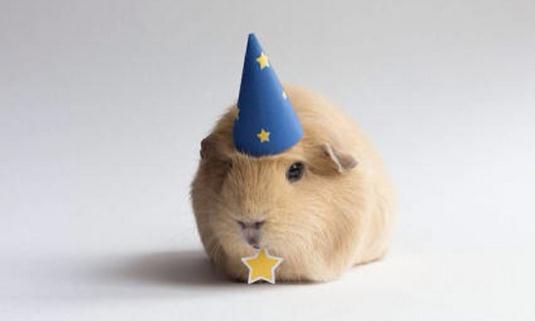 天竺鼠的簡介-天竺鼠的生活環境