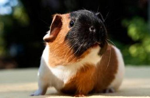 天竺鼠怎么養？天竺鼠的形態特征