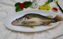 桂魚營(yíng)養(yǎng)價(jià)值高 選購桂魚有哪些竅門