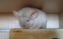 金斑龍貓?jiān)趺答B(yǎng)？金斑龍貓的飼養(yǎng)要點(diǎn)