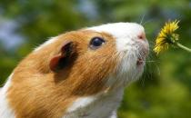 葵鼠怎么養？葵鼠的價格