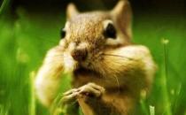 栗鼠如何生長繁殖？栗鼠怎么養？