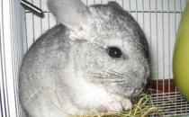 龍貓怎么養(yǎng)？龍貓的特點