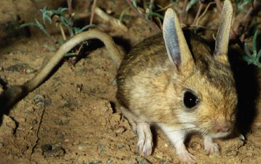 跳鼠的生活習性-現在還有跳鼠嗎?