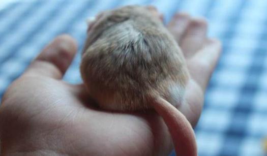 通心粉鼠的簡介-通心粉鼠怎么養？