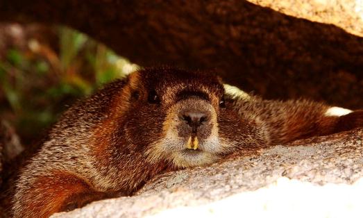 土撥鼠怎么養(yǎng)？土撥鼠的品種