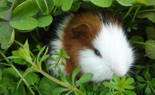 豚鼠怎么養？豚鼠和倉鼠的區別